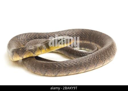 Le kéelback du triangle du serpent d'eau (Xenochromphis trianguligerus) isolé sur fond blanc Banque D'Images