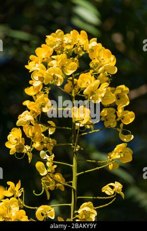 Senna spectabilis (S. spectabilis) en fleurs jaune vif ou inflorescence dans la canopée, au Kenya, en Afrique de l'est Banque D'Images