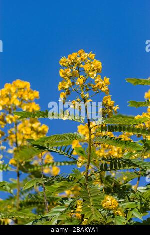 Senna spectabilis (S. spectabilis) en fleurs jaune vif ou inflorescence dans la canopée, au Kenya, en Afrique de l'est Banque D'Images