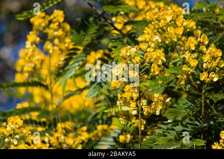 Senna spectabilis (S. spectabilis) en fleurs jaune vif ou inflorescence dans la canopée, au Kenya, en Afrique de l'est Banque D'Images