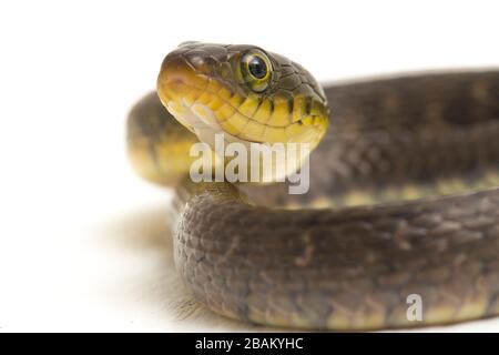 Le kéelback du triangle du serpent d'eau (Xenochromphis trianguligerus) isolé sur fond blanc Banque D'Images