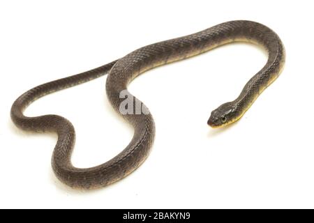 Le kéelback du triangle du serpent d'eau (Xenochromphis trianguligerus) isolé sur fond blanc Banque D'Images