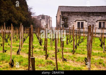 Le vignoble Rocher des Doms et le Palais des Papes à Avignon, France Banque D'Images