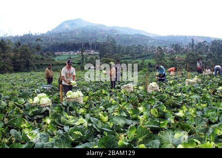 Bandung, Indonésie. 28 mars 2020. Les agriculteurs récoltent du chou à Kertasari, Bandung, Java Ouest, Indonésie, le samedi 28 mars 2020. Selon le Ministère indonésien de l'agriculture, les exportations de produits agricoles indonésiens vers la Chine en février 2020 ont été de 144 mille tonnes, en baisse de 74,23 pour cent en raison de l'épidémie de coronavirus (COVID-19). (Photo de Reival Akbar Rivawan/INA photo Agency/Sipa USA) crédit: SIPA USA/Alay Live News Banque D'Images