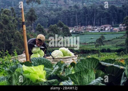 Bandung, Indonésie. 28 mars 2020. Les agriculteurs récoltent du chou à Kertasari, Bandung, Java Ouest, Indonésie, le samedi 28 mars 2020. Selon le Ministère indonésien de l'agriculture, les exportations de produits agricoles indonésiens vers la Chine en février 2020 ont été de 144 mille tonnes, en baisse de 74,23 pour cent en raison de l'épidémie de coronavirus (COVID-19). (Photo de Reival Akbar Rivawan/INA photo Agency/Sipa USA) crédit: SIPA USA/Alay Live News Banque D'Images