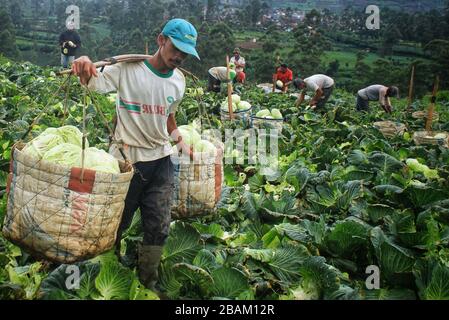 Bandung, Indonésie. 28 mars 2020. Les agriculteurs récoltent du chou à Kertasari, Bandung, Java Ouest, Indonésie, le samedi 28 mars 2020. Selon le Ministère indonésien de l'agriculture, les exportations de produits agricoles indonésiens vers la Chine en février 2020 ont été de 144 mille tonnes, en baisse de 74,23 pour cent en raison de l'épidémie de coronavirus (COVID-19). (Photo de Reival Akbar Rivawan/INA photo Agency/Sipa USA) crédit: SIPA USA/Alay Live News Banque D'Images