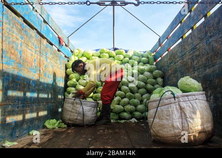 Bandung, Indonésie. 28 mars 2020. Les agriculteurs ont mis le chou dans un camion à Kertasari, Bandung, Java Ouest, Indonésie, samedi 28 mars 2020. Selon le Ministère indonésien de l'agriculture, les exportations de produits agricoles indonésiens vers la Chine en février 2020 ont été de 144 mille tonnes, en baisse de 74,23 pour cent en raison de l'épidémie de coronavirus (COVID-19). (Photo de Reival Akbar Rivawan/INA photo Agency/Sipa USA) crédit: SIPA USA/Alay Live News Banque D'Images