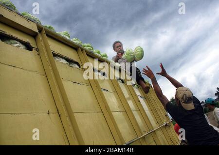 Bandung, Indonésie. 28 mars 2020. Les agriculteurs ont mis le chou dans un camion à Kertasari, Bandung, Java Ouest, Indonésie, samedi 28 mars 2020. Selon le Ministère indonésien de l'agriculture, les exportations de produits agricoles indonésiens vers la Chine en février 2020 ont été de 144 mille tonnes, en baisse de 74,23 pour cent en raison de l'épidémie de coronavirus (COVID-19). (Photo de Reival Akbar Rivawan/INA photo Agency/Sipa USA) crédit: SIPA USA/Alay Live News Banque D'Images