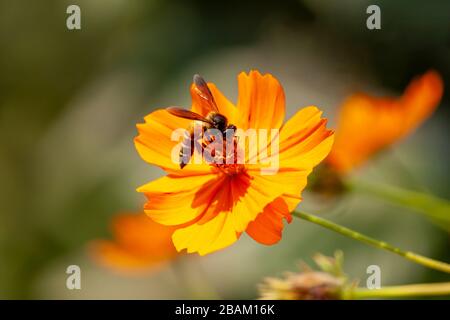 Abeille sur la fleur de Cosmos de soufre Banque D'Images