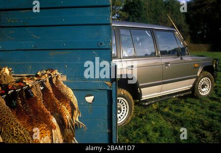 Pheasant pousse près du chemin Dyke d'Offa dans le Shropshire Royaume-Uni 1990 Banque D'Images