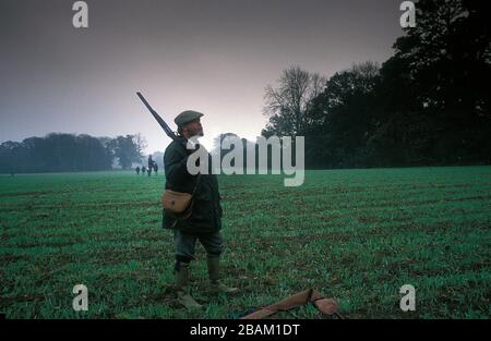 Pheasant pousse près du chemin Dyke d'Offa dans le Shropshire Royaume-Uni 1990 Banque D'Images