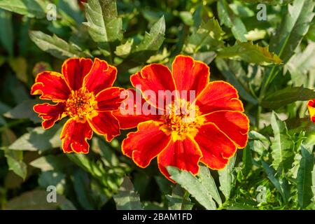 Fleur de Marigold française dans le jardin Banque D'Images