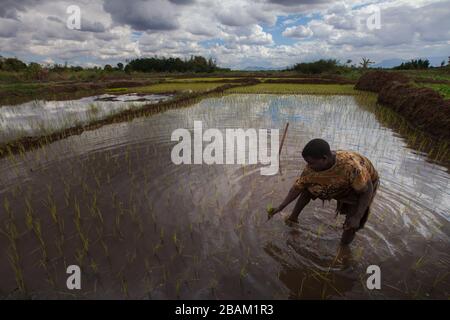 Travailleur dans un rizicole (riz paddy) dans le sud du Malawi pendant la récolte, en fin d'après-midi, sous un ciel bleu avec des nuages blancs. Banque D'Images