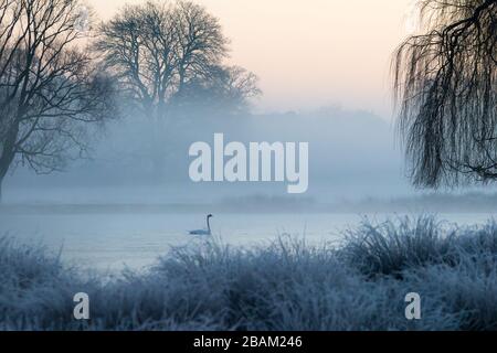 Un cygne glisse avec élégance sur un lac dans un parc couvert de givre dans l'ouest de Londres Banque D'Images