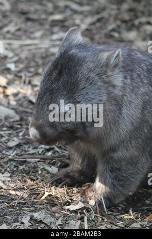 WOMBAT dans son habitat naturel dans la forêt Banque D'Images
