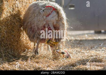 brebis donnant naissance à un agneau, lambing Banque D'Images