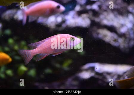 Poissons d'aquarium d'eau douce, poissons de cichlid endémiques provenant de lacs africains et de rivières sud-américaines Banque D'Images