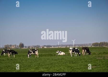 Vaches hollandaises dans la prairie au printemps aux Pays-Bas à Noordostpolder Flevoland, vaches noires et blanches dans l'herbe Banque D'Images