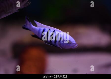 Poissons d'aquarium d'eau douce, poissons de cichlid endémiques provenant de lacs africains et de rivières sud-américaines Banque D'Images