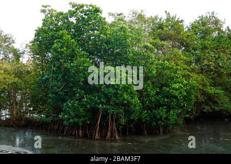 Mangroves le long du lac d'eau salée Banque D'Images