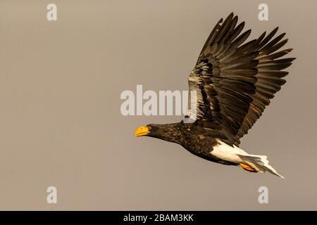 L'aigle de mer de Steller en vol, aigle volant contre ciel clair à Hokkaido, Japon, silhouette d'aigle au lever du soleil, aigle majestueux de mer, scène de la faune, Banque D'Images