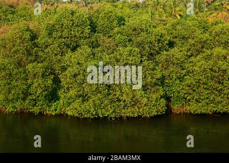 Mangroves le long de l'eau de mer Banque D'Images