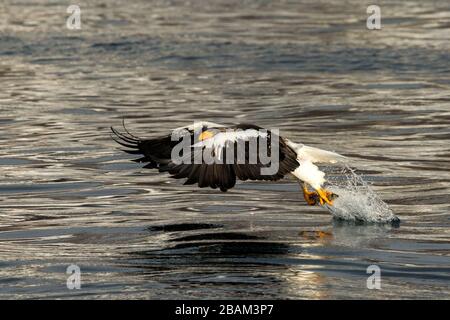 Aigle de mer de Steller en vol chasse au poisson de mer, Hokkaido, Japon, Haliaetus albicilla, majestueux aigle de mer avec de grandes griffes visant à attraper le poisson de Banque D'Images