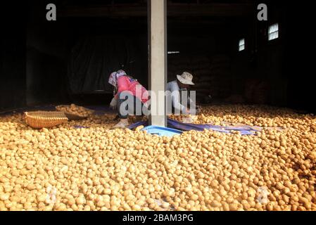 Bandung, Indonésie. 28 mars 2020. Java Ouest, Indonésie, samedi 28 mars 2020. Les travailleurs indonésiens trie les pommes de terre à Kertasari, Bandung, Java Ouest, Indonésie, samedi 28 mars 2020. (Photo de Reival Akbar Rivawan/INA photo Agency/Sipa USA) crédit: SIPA USA/Alay Live News Banque D'Images