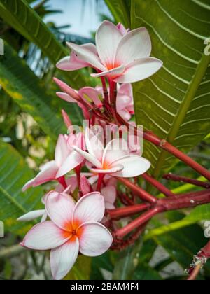 Fleurs roses Frangipani sur Curaçao Banque D'Images