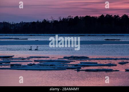 Whooper Swan ou Cygnus cygnus nageant sur le lac en hiver pendant un coucher de soleil magique et coloré, Hokkaido, Japon, conte de fées, lac de cygne, papier peint, oiseaux advenne Banque D'Images