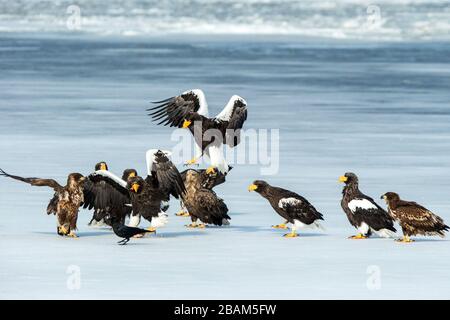 Troupeau d'aigles de mer de Steller et d'aigles à queue blanche combattant sur les poissons sur le lac gelé, Hokkaido, Japon, majestueux rapaces de mer avec de grandes griffes et beak Banque D'Images