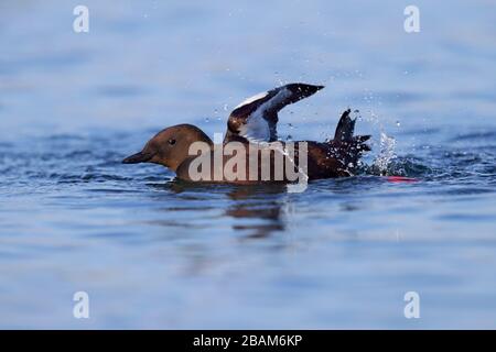 (Cephus grylle arcticus) Banque D'Images