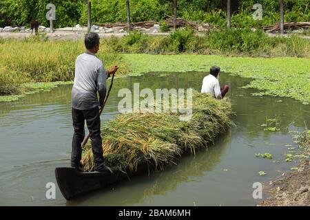 Pokkali riz l'agriculture biologique en Inde.Pokali est une solution saline unique variété de riz tolérante qui est cultivé en utilisant l'aquaculture étendue dans une wa biologique Banque D'Images