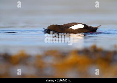 (Cephus grylle arcticus) Banque D'Images