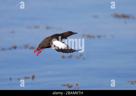 Un adulte qui se reproduisent pluche le Guillemot noir (Cephus grylle arcticus) en vol près d'une colonie en Écosse, au Royaume-Uni Banque D'Images