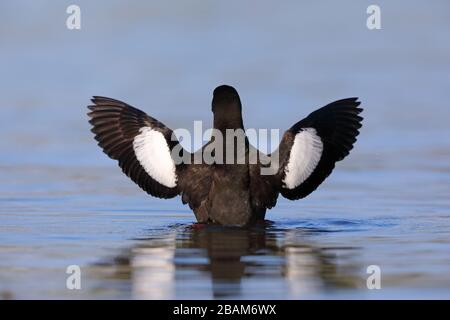 Un plumage adulte de Guillemot noir (Cephus grylle arcticus) qui flete et montre ses taches d'aile blanche en Ecosse, au Royaume-Uni Banque D'Images