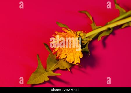 Fleur de pissenlit vue sur un fond solide et coloré. Banque D'Images