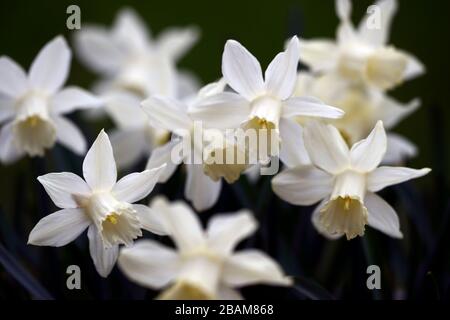 Narcisse Snow Baby,narcissi,daffodil,jonquilles,trompette crème blanche,trompettes,fleur de crème blanche,fleurs,floraison,miniature,petite,courte,RM Floral Banque D'Images