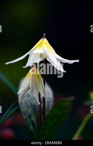 Erythronium multiscapideum, fleurs blanches, jaunes rincées, fleur, fleur de chien à fleurs, fleur, fleur, fleur, feuillage marmogé, RM Banque D'Images