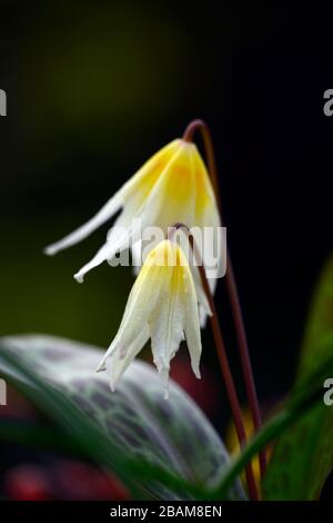 Erythronium multiscapideum, fleurs blanches, jaunes rincées, fleur, fleur de chien à fleurs, fleur, fleur, fleur, feuillage marmogé, RM Banque D'Images