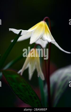 Erythronium multiscapideum, fleurs blanches, jaunes rincées, fleur, fleur de chien à fleurs, fleur, fleur, fleur, feuillage marmogé, RM Banque D'Images