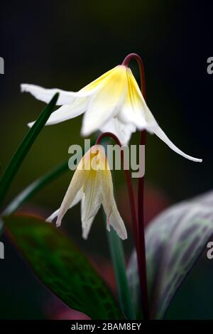 Erythronium multiscapideum, fleurs blanches, jaunes rincées, fleur, fleur de chien à fleurs, fleur, fleur, fleur, feuillage marmogé, RM Banque D'Images