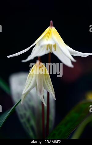 Erythronium multiscapideum, fleurs blanches, jaunes rincées, fleur, fleur de chien à fleurs, fleur, fleur, fleur, feuillage marmogé, RM Banque D'Images