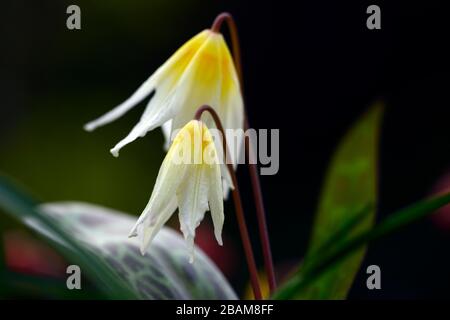 Erythronium multiscapideum, fleurs blanches, jaunes rincées, fleur, fleur de chien à fleurs, fleur, fleur, fleur, feuillage marmogé, RM Banque D'Images