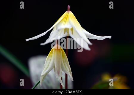 Erythronium multiscapideum, fleurs blanches, jaunes rincées, fleur, fleur de chien à fleurs, fleur, fleur, fleur, feuillage marmogé, RM Banque D'Images