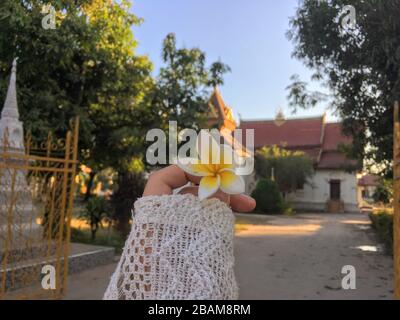 Frangipani, Plumeria, fleur jaune vif blanche tenue à la main devant le temple bouddhiste de Vientiane, République du Laos Banque D'Images