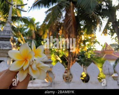 Frangipani, Plumeria, fleur jaune vif blanche devant le temple bouddhiste de Vientiane, République du Laos Banque D'Images