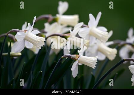 Narcisse Snow Baby,narcissi,daffodil,jonquilles,trompette crème blanche,trompettes,fleur de crème blanche,fleurs,floraison,miniature,petite,courte,RM Floral Banque D'Images