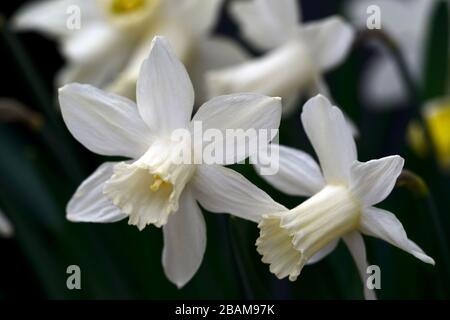 Narcisse Snow Baby,narcissi,daffodil,jonquilles,trompette crème blanche,trompettes,fleur de crème blanche,fleurs,floraison,miniature,petite,courte,RM Floral Banque D'Images