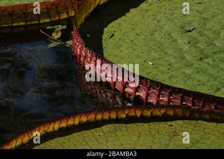 Lotus, Nymphaea alba, 2012, jardin botanique, Rio de Janeiro, Brésil. Banque D'Images